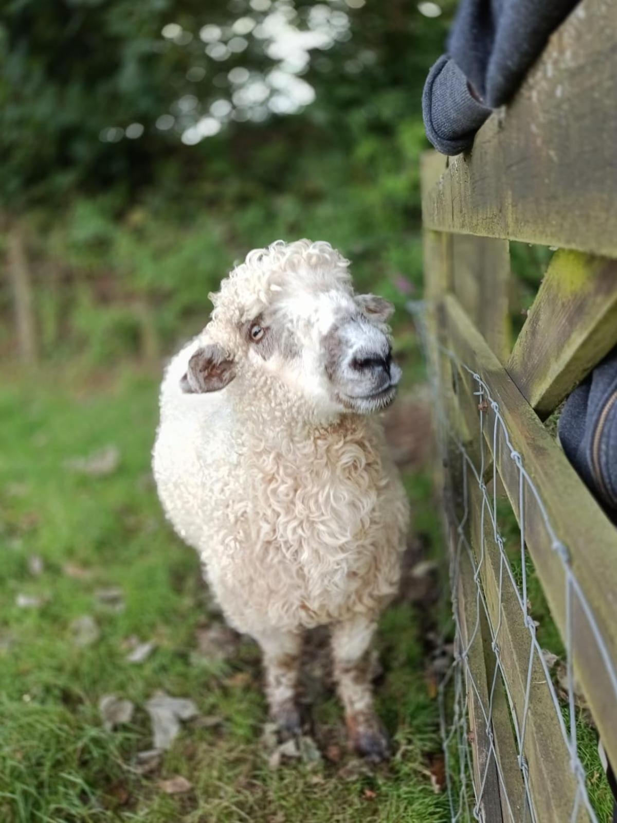 The Lambing Shed, Cornwall Altarnun Ngoại thất bức ảnh