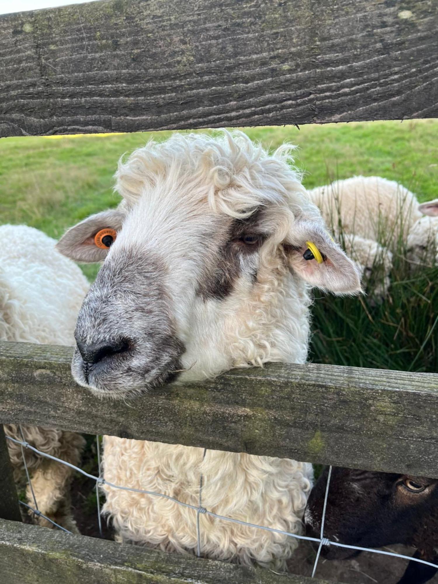 The Lambing Shed, Cornwall Altarnun Ngoại thất bức ảnh